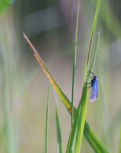 Adscita statices (Zygaenidae)  - Procris de l'Oseille, Turquoise de la Sarcille, Turqoise commune - Forester Ardennes [France] 02/06/2007 - 160m