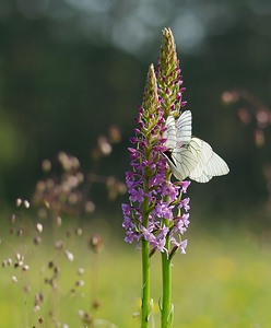 Aporia crataegi (Pieridae)  - Gazé Ardennes [France] 02/06/2007 - 160m