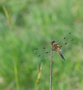 Libellula quadrimaculata (Libellulidae)  - Libellule quadrimaculée, Libellule à quatre taches - Four-spotted Chaser Marne [France] 02/06/2007 - 220m