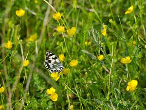 Melanargia galathea (Nymphalidae)  - Demi-Deuil, Échiquier, Échiquier commun, Arge galathée Ardennes [France] 02/06/2007 - 160m