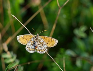 Melitaea parthenoides (Nymphalidae)  - Mélitée de la Lancéole, Mélitée des Scabieuses, Damier Parthénie Ardennes [France] 02/06/2007 - 160m