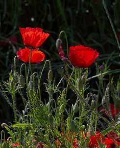 Papaver rhoeas (Papaveraceae)  - Coquelicot, Grand coquelicot, Pavot coquelicot - Common Poppy Ardennes [France] 02/06/2007 - 160m