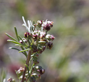 Artemisia borealis (Asteraceae)  - Armoise boréale, Armoise septentrionale Viege [Suisse] 25/07/2007 - 2130m