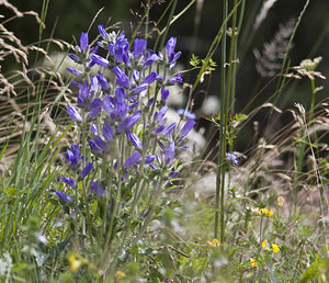 Campanula spicata (Campanulaceae)  - Campanule en épi Conches [Suisse] 24/07/2007 - 1380m