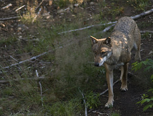 Canis lupus (Canidae)  - Loup gris, Loup Landkreis Regen [Allemagne] 15/07/2007 - 680m photographie faite en 