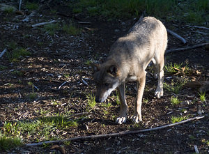 Canis lupus (Canidae)  - Loup gris, Loup Landkreis Regen [Allemagne] 15/07/2007 - 680m photographie faite en 