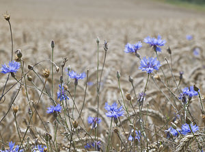 Cyanus segetum (Asteraceae)  - Bleuet des moissons, Bleuet, Barbeau - Cornflower Landkreis Regen [Allemagne] 10/07/2007 - 680m