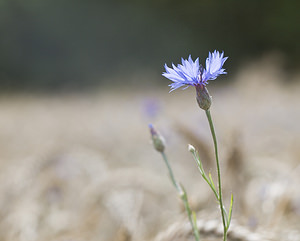 Cyanus segetum (Asteraceae)  - Bleuet des moissons, Bleuet, Barbeau - Cornflower Landkreis Regen [Allemagne] 10/07/2007 - 680m