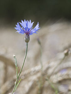 Cyanus segetum (Asteraceae)  - Bleuet des moissons, Bleuet, Barbeau - Cornflower Landkreis Regen [Allemagne] 10/07/2007 - 680m