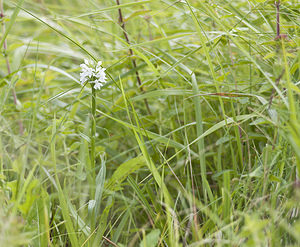 Dactylorhiza fuchsii (Orchidaceae)  - Dactylorhize de Fuchs, Orchis de Fuchs, Orchis tacheté des bois, Orchis de Meyer, Orchis des bois - Common Spotted-orchid Pas-de-Calais [France] 01/07/2007 - 110m