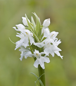 Dactylorhiza fuchsii (Orchidaceae)  - Dactylorhize de Fuchs, Orchis de Fuchs, Orchis tacheté des bois, Orchis de Meyer, Orchis des bois - Common Spotted-orchid Pas-de-Calais [France] 01/07/2007 - 110m