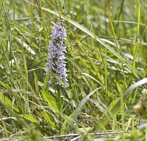 Dactylorhiza fuchsii (Orchidaceae)  - Dactylorhize de Fuchs, Orchis de Fuchs, Orchis tacheté des bois, Orchis de Meyer, Orchis des bois - Common Spotted-orchid Pas-de-Calais [France] 01/07/2007 - 110m