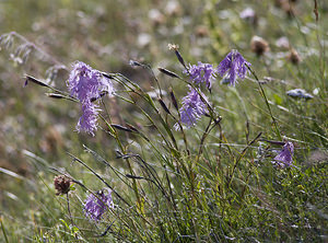 Dianthus superbus (Caryophyllaceae)  - oeillet superbe, oeillet magnifique, oeillet à plumet - Large Pink Region Engiadina Bassa/Val Mustair [Suisse] 21/07/2007 - 2070m