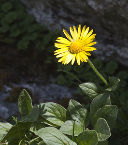 Doronicum austriacum (Asteraceae)  - Doronic d'Autriche - Austrian Leopard's-bane Region Engiadina Bassa/Val Mustair [Suisse] 21/07/2007 - 2070m