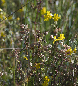 Erythranthe guttata (Phrymaceae)  - Mimule tacheté, Érythranthe tachetée - Monkeyflower Landkreis Regen [Allemagne] 15/07/2007 - 680m