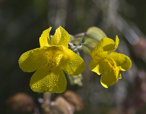 Erythranthe guttata (Phrymaceae)  - Mimule tacheté, Érythranthe tachetée - Monkeyflower Landkreis Regen [Allemagne] 15/07/2007 - 680m