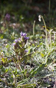 Gentianella campestris (Gentianaceae)  - Gentianelle des champs, Gentiane champêtre - Field Gentian Region Engiadina Bassa/Val Mustair [Suisse] 21/07/2007 - 2070m