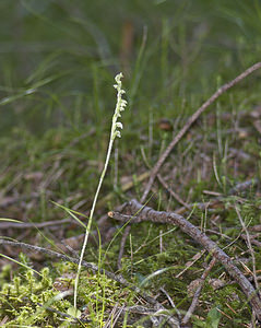 Goodyera repens (Orchidaceae)  - Goodyère rampante - Creeping Lady's-tresses [Goodyera repens] Surselva [Suisse] 22/07/2007 - 680m