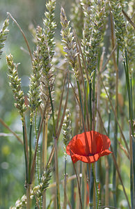 Papaver rhoeas (Papaveraceae)  - Coquelicot, Grand coquelicot, Pavot coquelicot - Common Poppy Pas-de-Calais [France] 01/07/2007 - 90m