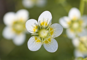 Saxifraga aspera (Saxifragaceae)  - Saxifrage rude Viege [Suisse] 25/07/2007 - 2010m