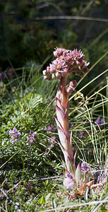 Sempervivum tectorum (Crassulaceae)  - Joubarbe des toits, Grande joubarbe - House-leek Viege [Suisse] 25/07/2007 - 2010m