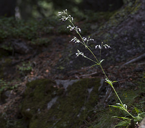Silene nutans (Caryophyllaceae)  - Silène penché - Nottingham Catchfly Conches [Suisse] 24/07/2007 - 1380m