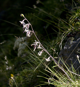 Silene nutans (Caryophyllaceae)  - Silène penché - Nottingham Catchfly Viege [Suisse] 25/07/2007 - 2010m
