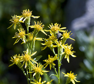 Solidago virgaurea (Asteraceae)  - Solidage verge-d'or, Herbe des Juifs, Verge-d'or - Goldenrod Viege [Suisse] 25/07/2007 - 2010m