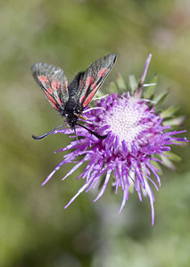 Zygaena exulans (Zygaenidae)  - Zygène des sommets, Zygène des alpages - Scotch Burnet Sierre [Suisse] 26/07/2007 - 2270m