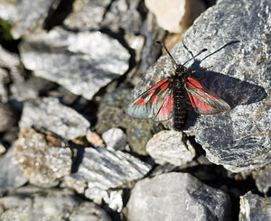 Zygaena exulans (Zygaenidae)  - Zygène des sommets, Zygène des alpages - Scotch Burnet Sierre [Suisse] 26/07/2007 - 2270m