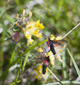 Zygaena exulans (Zygaenidae)  - Zygène des sommets, Zygène des alpages - Scotch Burnet Sierre [Suisse] 26/07/2007 - 2270m