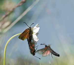 Zygaena exulans (Zygaenidae)  - Zygène des sommets, Zygène des alpages - Scotch Burnet Sierre [Suisse] 26/07/2007 - 2270m