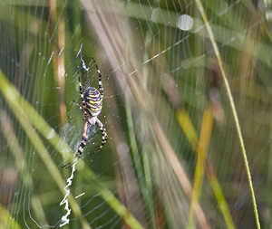 Argiope bruennichi (Araneidae)  - Épeire frelon - Wasp Spider Marne [France] 04/08/2007 - 100m