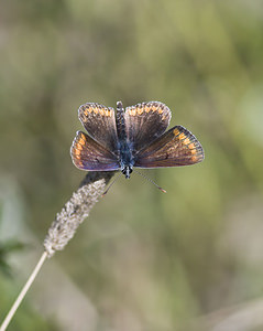 Aricia agestis (Lycaenidae)  - Collier-de-corail, Argus brun - Brown Argus Marne [France] 04/08/2007 - 160m