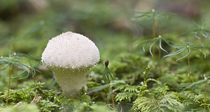 Calvatia excipuliformis (Lycoperdaceae)  Nord [France] 25/08/2007 - 210m