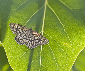 Chiasmia clathrata (Geometridae)  - Réseau, Géomètre à barreaux Marne [France] 04/08/2007 - 110m