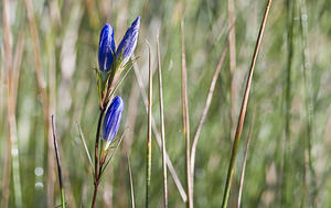 Gentiana pneumonanthe (Gentianaceae)  - Gentiane pneumonanthe, Gentiane des marais, Gentiane pulmonaire des marais - Marsh Gentian Marne [France] 04/08/2007 - 100m