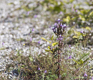 Gentianella germanica (Gentianaceae)  - Gentianelle d'Allemagne, Gentiane d'Allemagne - Chiltern Gentian Marne [France] 04/08/2007 - 160m