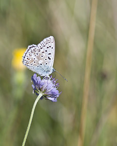 Lysandra coridon (Lycaenidae)  - Argus bleu-nacré - Chalk-hill Blue Marne [France] 04/08/2007 - 160m