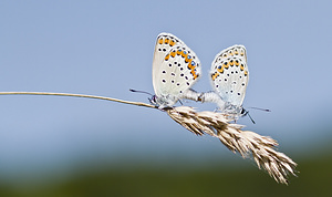 Plebejus argyrognomon (Lycaenidae)  - Azuré des Coronilles, Azuré porte-arceaux, Argus fléché Marne [France] 04/08/2007 - 160m