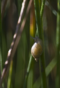 Succinea putris (Succineidae)  - Ambrette amphibie - Large Amber Snail Marne [France] 04/08/2007 - 100m