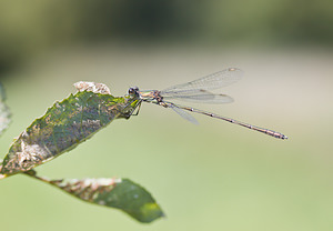 Chalcolestes viridis (Lestidae)  - Leste vert - Green Emerald Damselfly Marne [France] 16/09/2007 - 150m