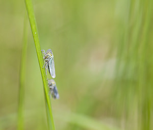 Cicadella viridis (Cicadellidae)  - Cicadelle verte - Green leafhopper  [France] 15/09/2007 - 230m