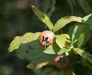 Crataegus germanica (Rosaceae)  - Néflier d'Allemagne, Néflier - Medlar Marne [France] 16/09/2007 - 180m