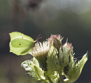 Gonepteryx rhamni (Pieridae)  - Citron, Limon, Piéride du Nerprun - Brimstone Nord [France] 30/09/2007 - 30m