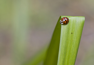 Harmonia axyridis (Coccinellidae)  - Coccinelle asiatique, Coccinelle arlequin - Harlequin ladybird, Asian ladybird, Asian ladybeetle Nord [France] 30/09/2007 - 30mforme succinea