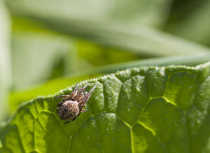 Larinioides cornutus (Araneidae)  - Épeire des roseaux Marne [France] 16/09/2007 - 150m