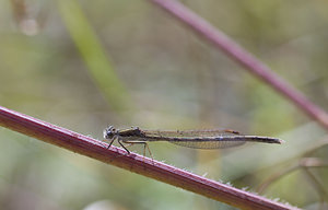 Sympecma fusca (Lestidae)  - Leste brun - Brown Emerald Damselfly Marne [France] 15/09/2007 - 240m