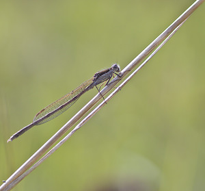 Sympecma fusca (Lestidae)  - Leste brun - Brown Emerald Damselfly Marne [France] 15/09/2007 - 240m