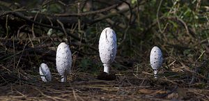 Coprinus comatus (Psathyrellaceae)  - Coprin chevelu - Shaggy Inkcap Pas-de-Calais [France] 14/10/2007 - 10m